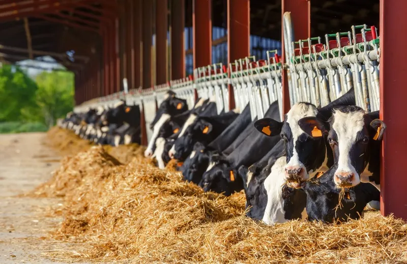 Milchkühe am Futtertisch – hochwertiges Grundfutter